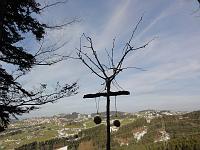  24. Dember 2012 - es ist wieder wärmer geworden aber dennoch trägt Samuels Ginkgo jetzt wieder sein Voglefutterholz